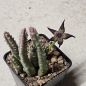 Preview: Stapelia cedrimontana